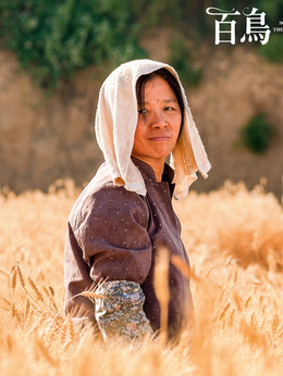 百鸟朝凤_天天影视